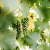 Giulietta - Prosecco DOCG - Image 8